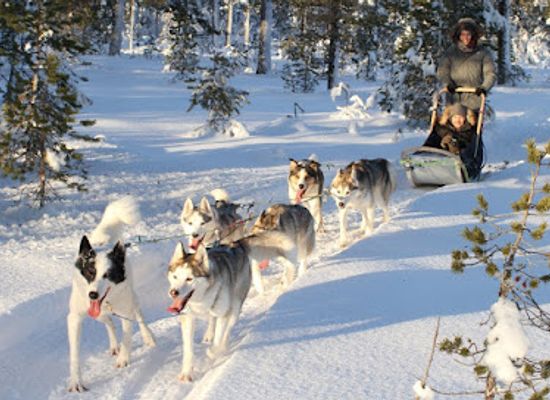 norway/hedmark/attraction/hedmarksvidda-husky-a-s