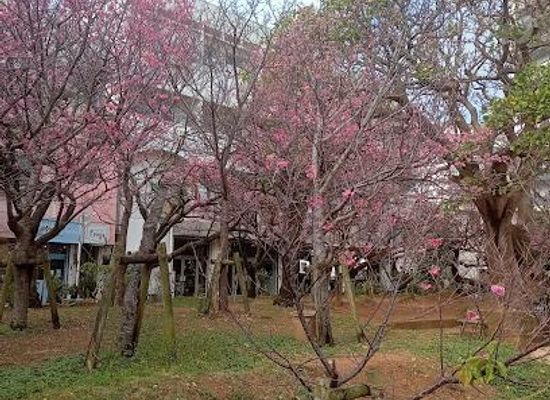 japan/okinawa/attraction/makishi-park