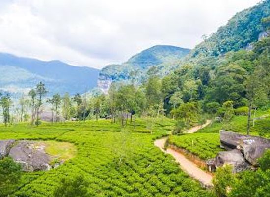 sri-lanka/nuwara-eliya-district/attraction/loolkandura-tea-estate