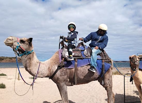 australia/fleurieu-peninsula/attraction/camel-ride