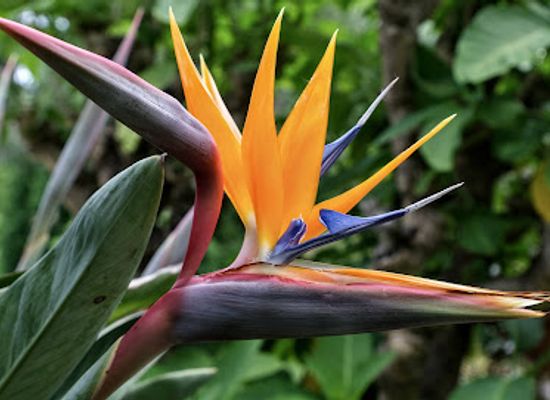 netherlands/south-holland/attraction/tu-delft-hortus-botanicus