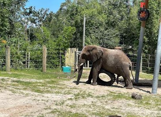 florida/clearwater/attraction/zootampa-at-lowry-park