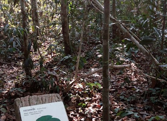 thailand/khao-yai-national-park/attraction/trail-no-3-km-33-nong-phak-chi