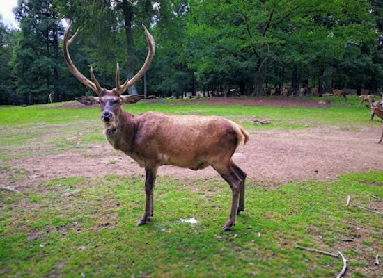 germany/palatinate/attraction/wildpark-kaiserslautern