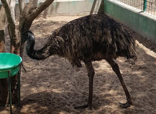 oman/jebel-akhdar/attraction/al-noman-zoo