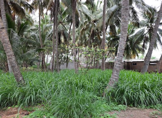 oman/salalah-coastal-plain/attraction/salalah-farm