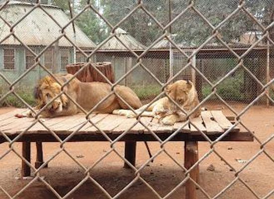 kenya/nairobi/attraction/nairobi-animal-orphanage