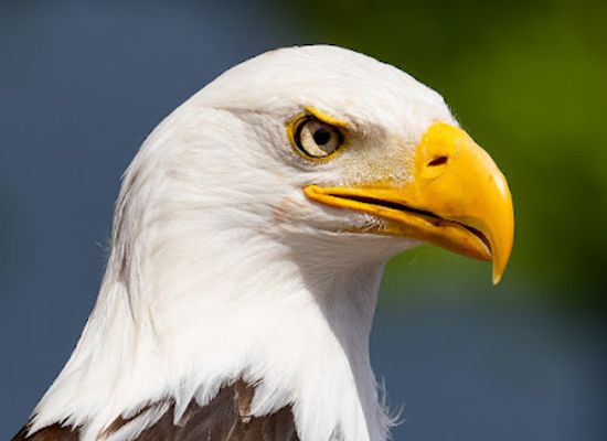 netherlands/north-brabant/attraction/falconcrest-birds-of-prey-park