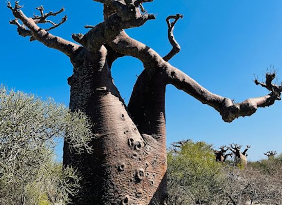 madagascar/atsimo-andrefana/attraction/foret-de-baobab