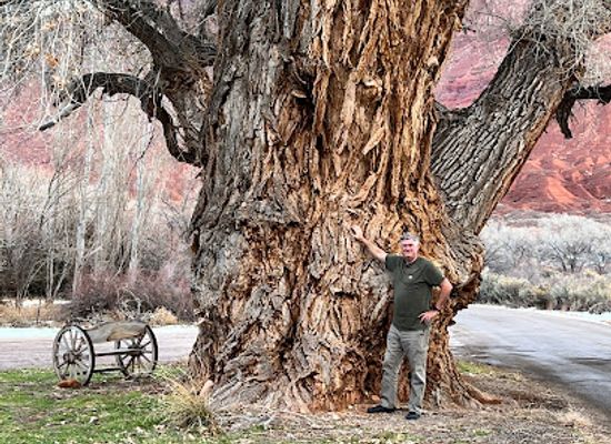 utah/cache-valley/attraction/largest-tree-in-the-state-of-utah