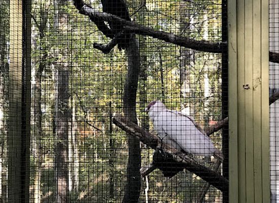 alabama/alabama-coastal-birding-trail/attraction/treetop-nature-trail-of-alabama-wildlife-center