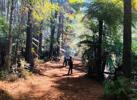 australia/yarra-valley/attraction/cement-creek-redwood-forest