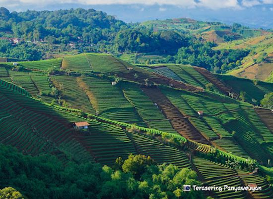 indonesia/west-java/attraction/terasering-panyaweuyan