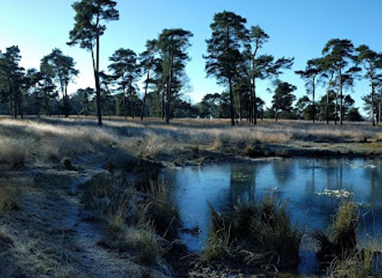 netherlands/hoge-veluwe-national-park/attraction/deelerwoud