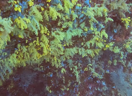 maldives/noonu-atoll/attraction/yellow-wall