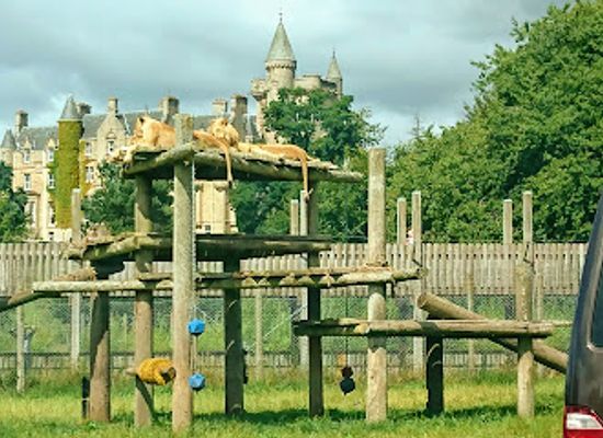 united-kingdom/clackmannanshire/attraction/blair-drummond-safari-and-adventure-park