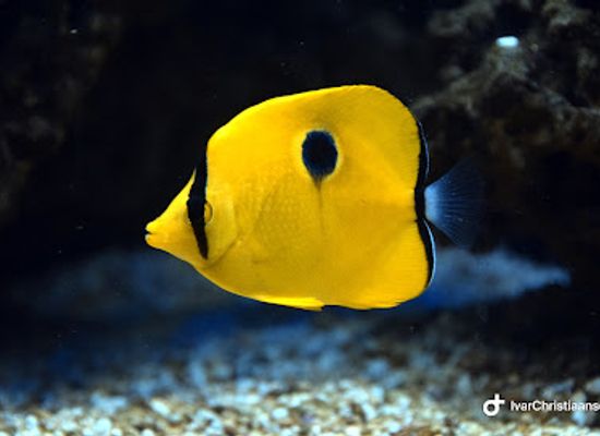netherlands/alblasserwaard/attraction/aqua-zoo-leerdam