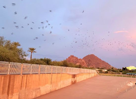 arizona/red-rock-country/attraction/phoenix-bat-cave