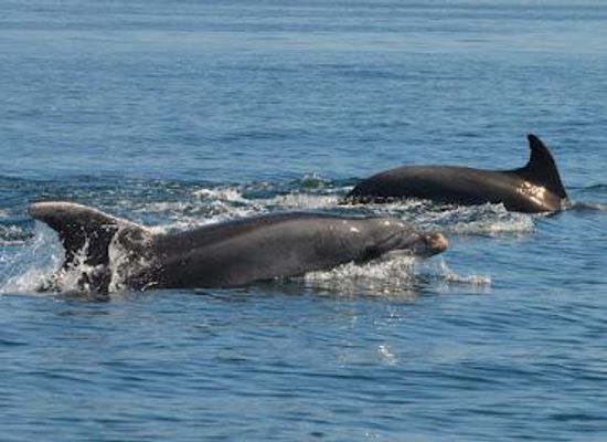 portugal/algarve/attraction/seacret-tours-boat-trips-in-albufeira