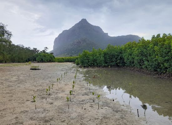 mauritius/seven-coloured-earths/attraction/add-mangrove-eco-forest