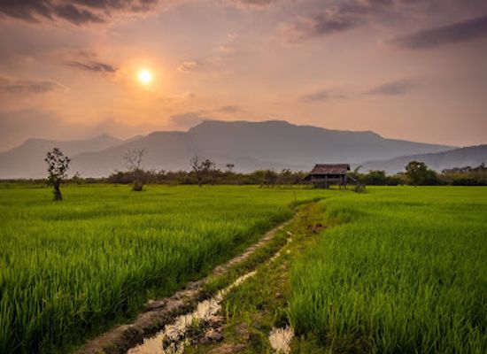 laos/pakse/attraction/rice-field-trail