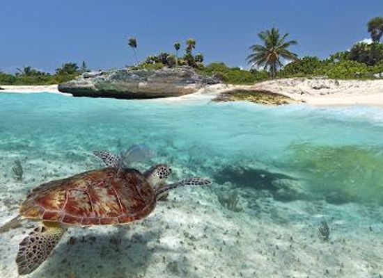 mexico/playa-del-carmen/attraction/akumal