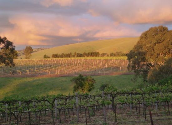 australia/barossa-valley/attraction/liebichwein