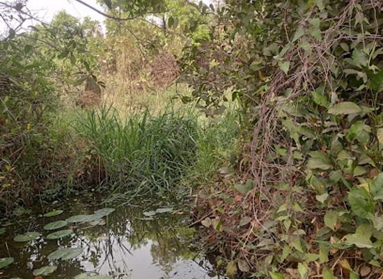 togo/savanes-region/attraction/fosse-aux-lions