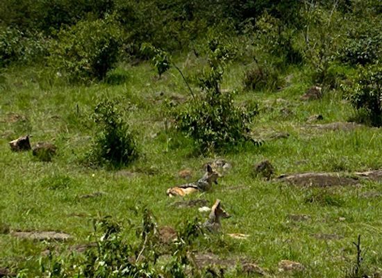 kenya/maasai-mara/attraction/lions-trek
