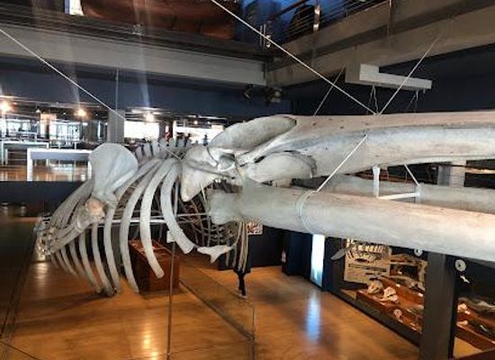 spain/santander/attraction/museo-maritimo-del-cantabrico