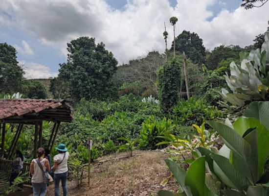 colombia/cauca-valley/attraction/las-heliconias-national-park