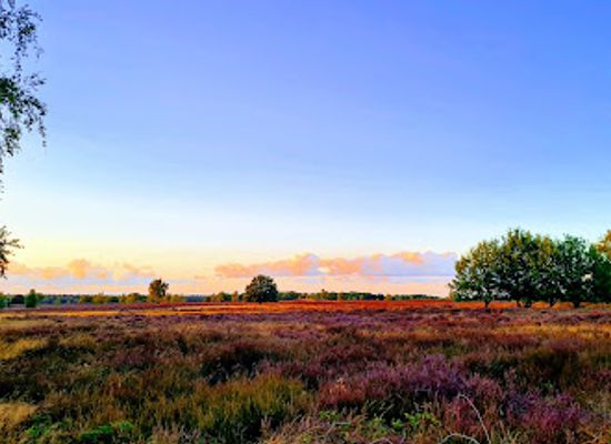 netherlands/veluwe/attraction/ermelo-sheepfold