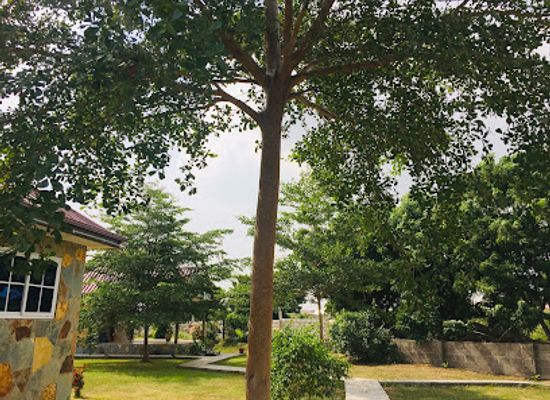 ghana/kokrobite/attraction/darling-land-lodge-and-gardens