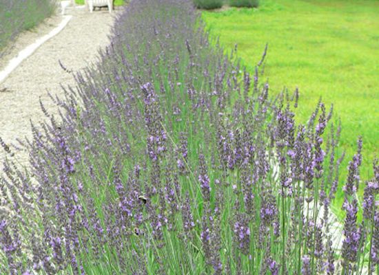 connecticut/the-quiet-corner/attraction/quiet-corner-spa-and-farm-llc