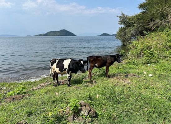 rwanda/gishwati-mukura-national-park/attraction/icyi
