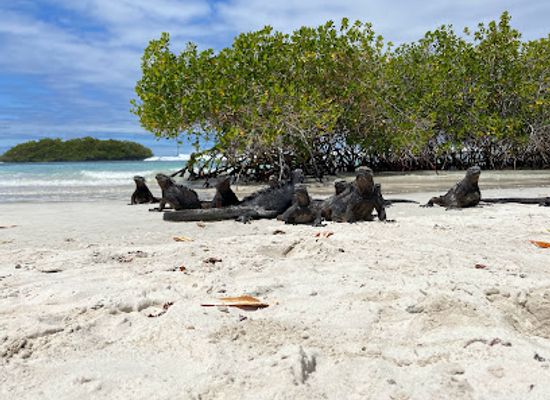 ecuador/galapagos-islands/attraction/tortuga-bay