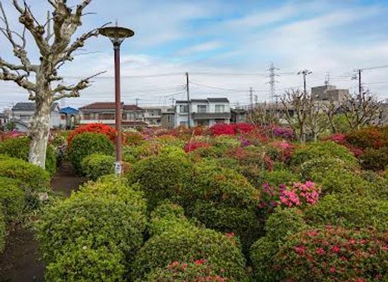 japan/musashi/attraction/karasuyama-tsutsuji-ryokuchi-park