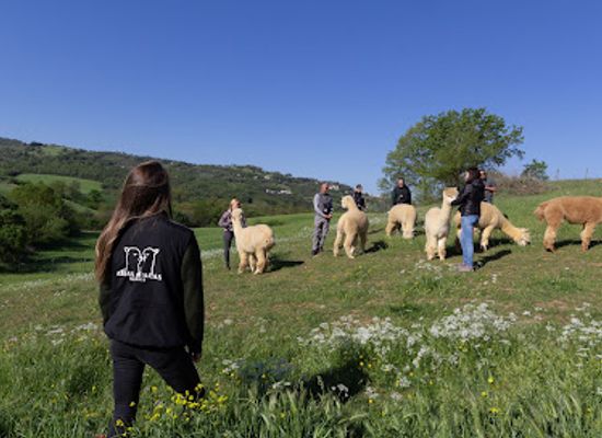 italy/maremma/attraction/albus-alpaca