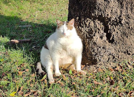 turkiye/alanya/attraction/the-fattest-cat-in-alanya