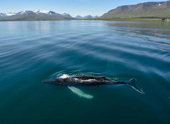 iceland/dalvik/attraction/elding-whale-watching-akureyri