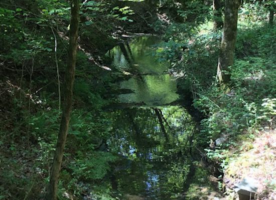 arkansas/ouachita-national-forest/attraction/little-blakely-trailhead
