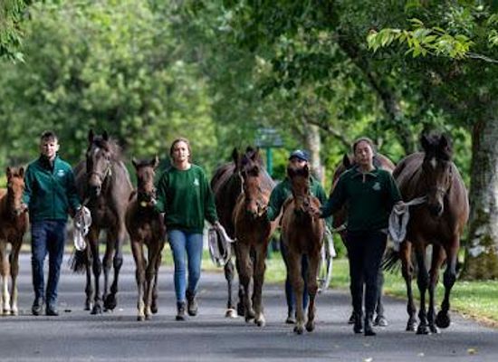 ireland/county-kildare/attraction/irish-national-stud-gardens