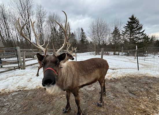 vermont/orleans-county/attraction/vermont-reindeer-farm