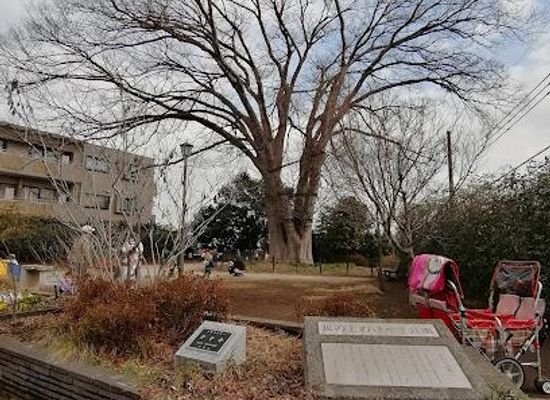 japan/tokyo/attraction/sakanoue-no-keyaki-park