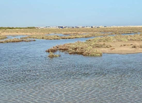 qatar/al-thakira-mangroves/attraction/zhakhira-natural-reserve