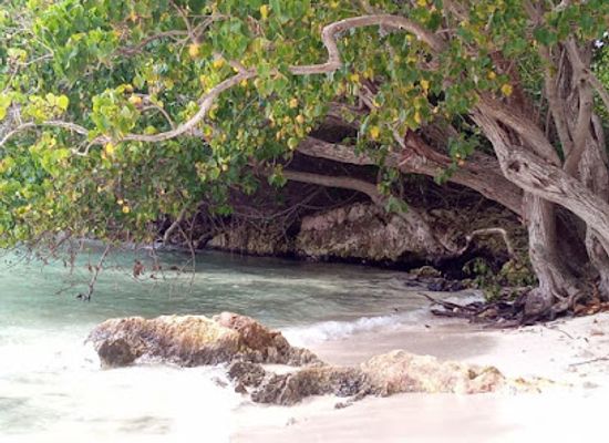 jamaica/negril-area/attraction/captain-jace-allen-glass-bottom-boat-tours-negril