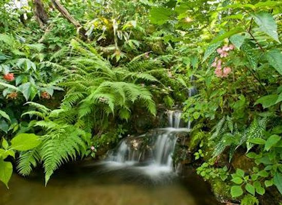 florida/gainesville/attraction/butterfly-rainforest-at-the-florida-museum-of-natural-history