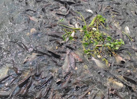 thailand/bangkok/chinatown/attraction/fish-feeding-stall