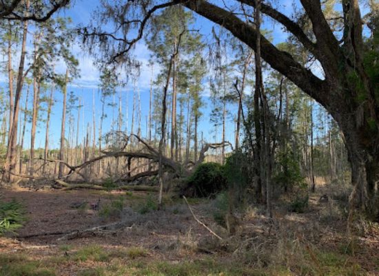 florida/juniper-springs-recreation-area/attraction/silver-springs-conservation-area