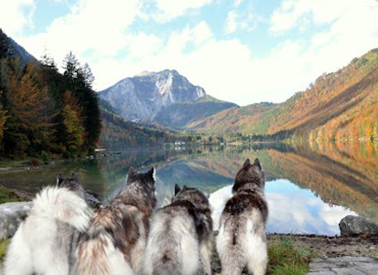 austria/salzkammergut/attraction/huskytraum